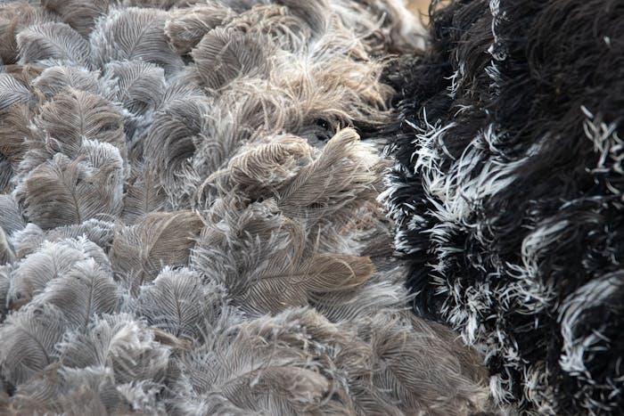 lux leather Photo of an Ostrich Feathers